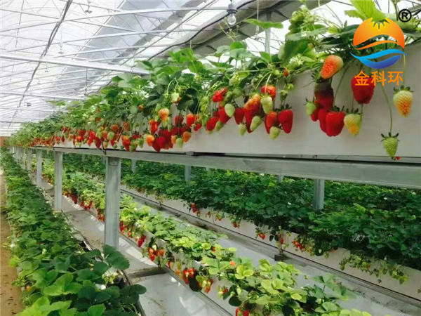 草莓草莓视频免费APP12